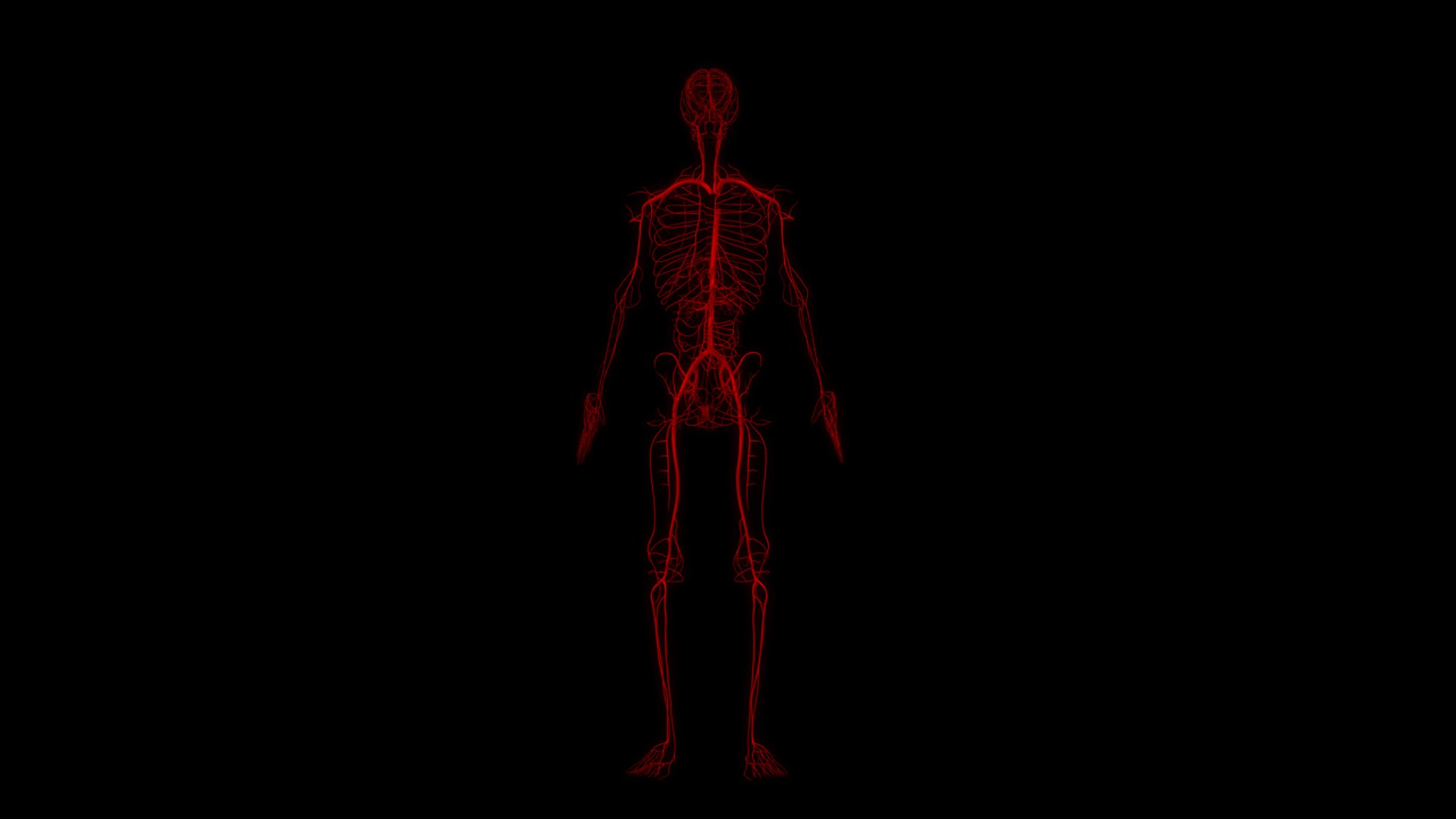 3D body skeleton arteries veins model https://p.turbosquid.com/ts-thumb/te/ZVMxDq/pLplitcU/arteries_col_2/jpg/1526715076/1920x1080/fit_q87/b1a465366b61be1793475f8a867cd808d5423876/arteries_col_2.jpg