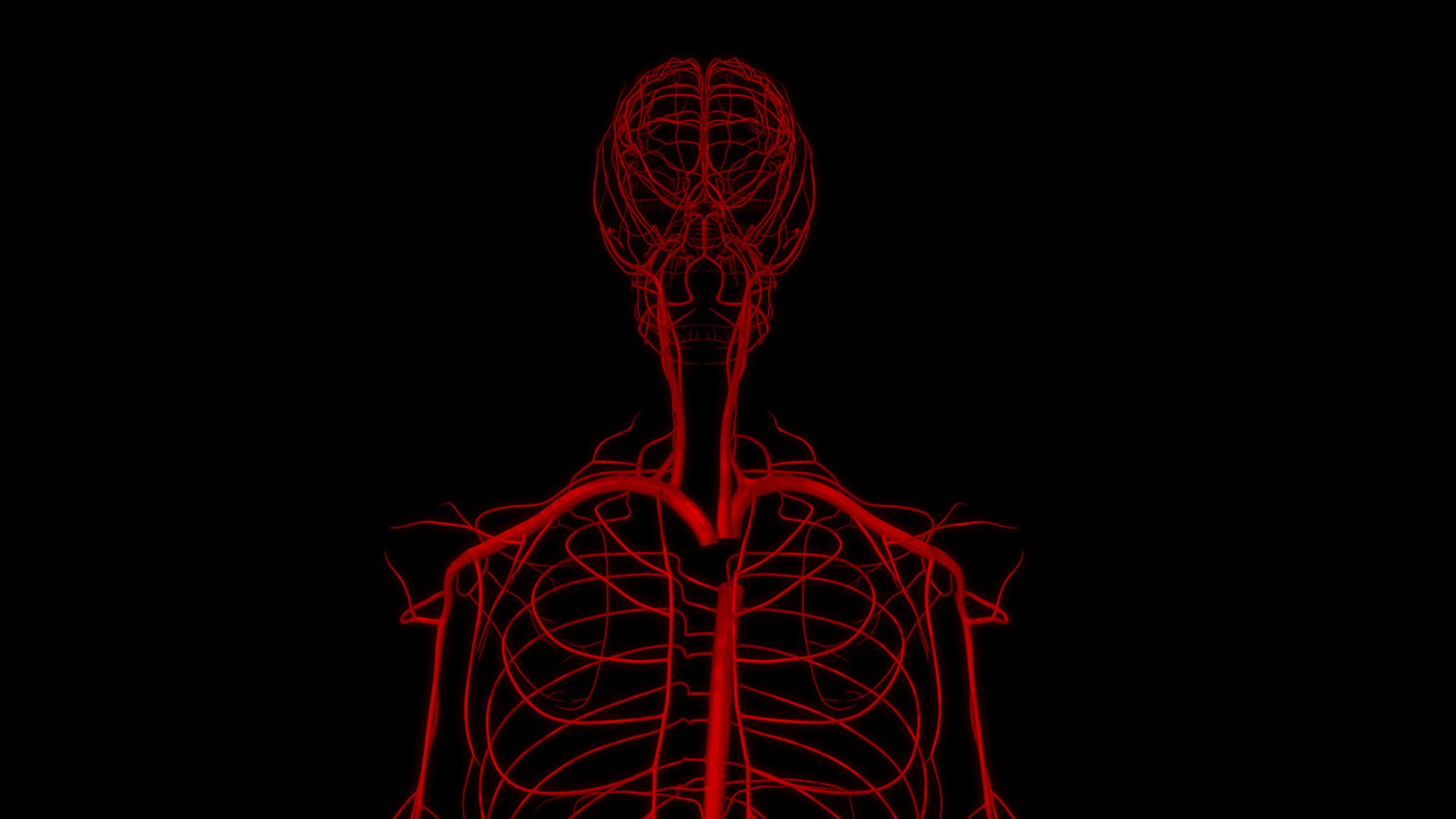 3D body skeleton arteries veins model https://p.turbosquid.com/ts-thumb/te/ZVMxDq/vHRlJFT0/arteries_col_1/jpg/1526715076/1920x1080/fit_q87/3b78d5b1f5e85ed68e2e0adffae8558af62b1d5c/arteries_col_1.jpg