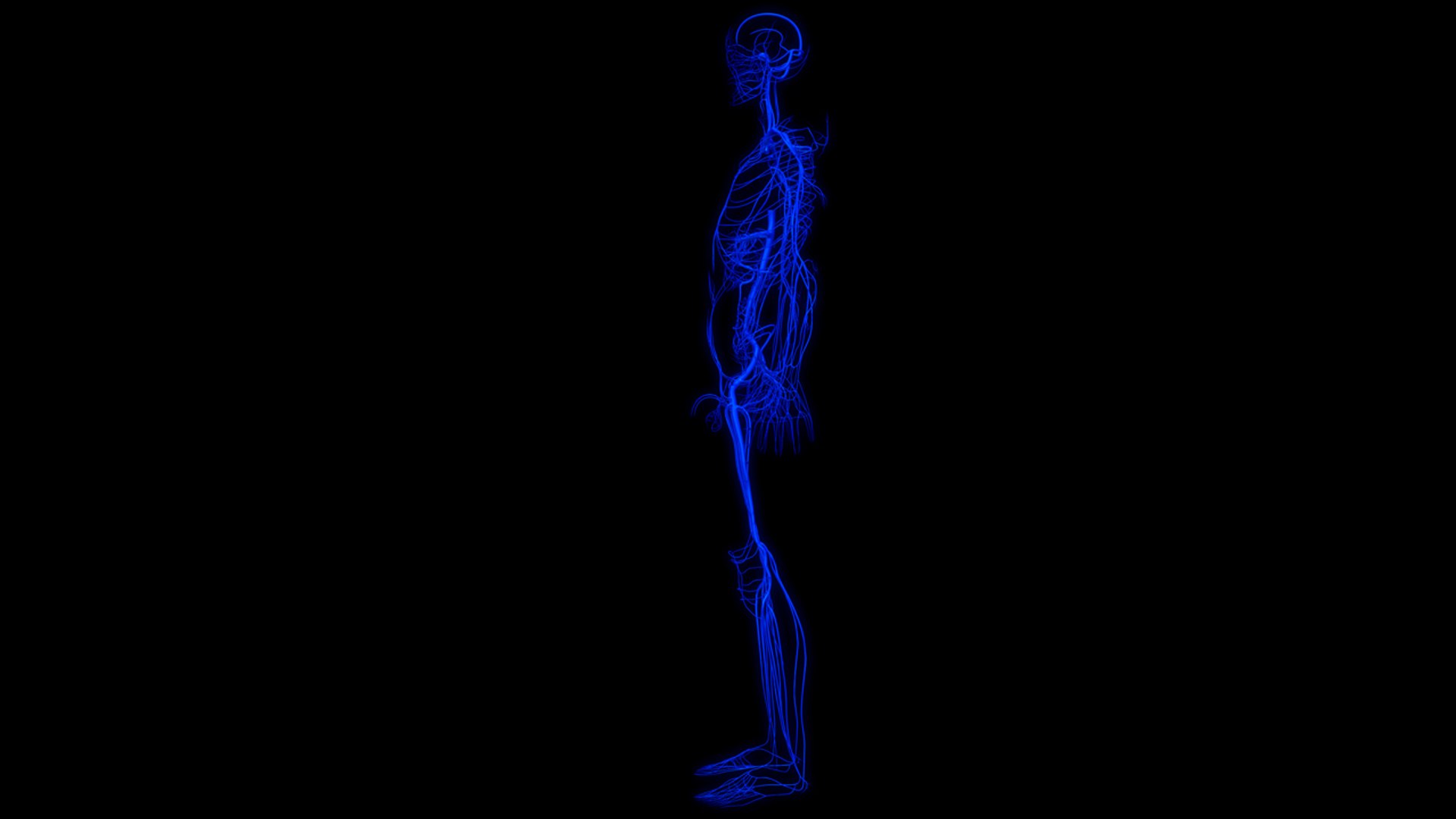 3D body skeleton arteries veins model https://p.turbosquid.com/ts-thumb/te/ZVMxDq/yJZ0N1aa/veins_col_8/jpg/1526714990/1920x1080/fit_q87/4c86650ac77503532d34aad4c9436f96a023ca77/veins_col_8.jpg