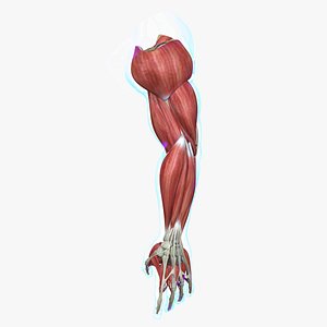 3d ma muscle arm medical edition