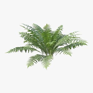 Fern Dryopteris 05