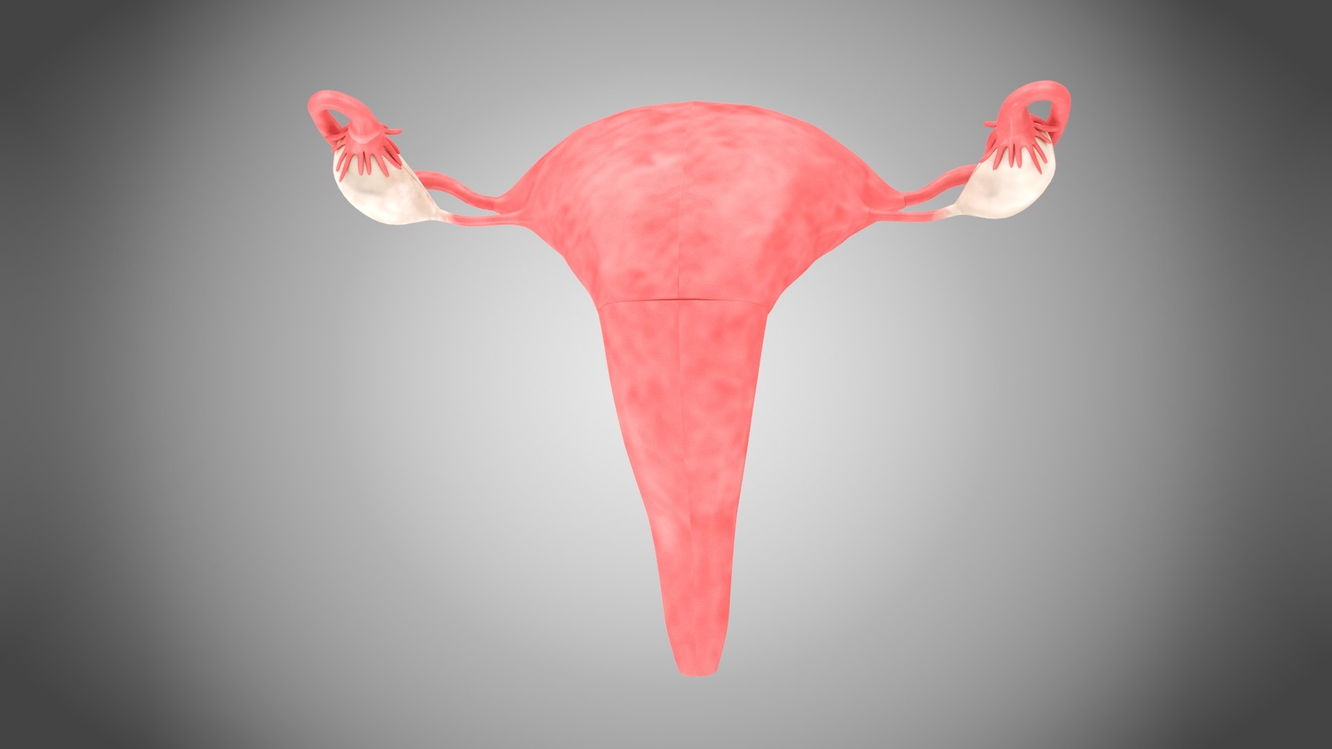 3D Uterus with anatomic cut model https://p.turbosquid.com/ts-thumb/tf/3NxIXu/0t/uteruswithanatomiccut4/jpg/1643645565/1920x1080/fit_q87/bf3e5074d718ea1e46de7ed11fc9306e6ab35aa2/uteruswithanatomiccut4.jpg