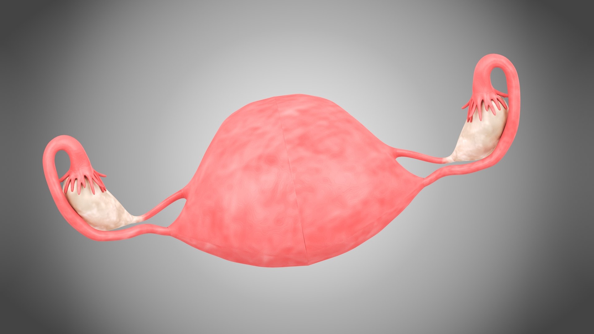 3D Uterus with anatomic cut model https://p.turbosquid.com/ts-thumb/tf/3NxIXu/7M/uteruswithanatomiccut8/jpg/1643645565/1920x1080/fit_q87/a5fd8cda640d486293f1bec8b51caabceafcebc5/uteruswithanatomiccut8.jpg