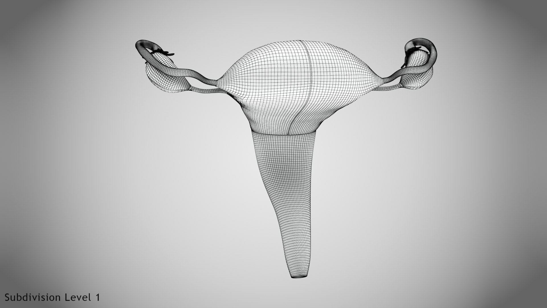 3D Uterus with anatomic cut model https://p.turbosquid.com/ts-thumb/tf/3NxIXu/7x/wire0005/jpg/1643645565/1920x1080/fit_q87/256152b1330c41f85ebf42f46dc2136ecc217629/wire0005.jpg