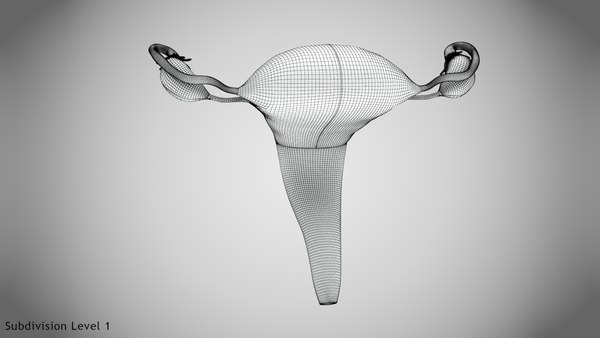 3D Uterus with anatomic cut model - TurboSquid 1847932