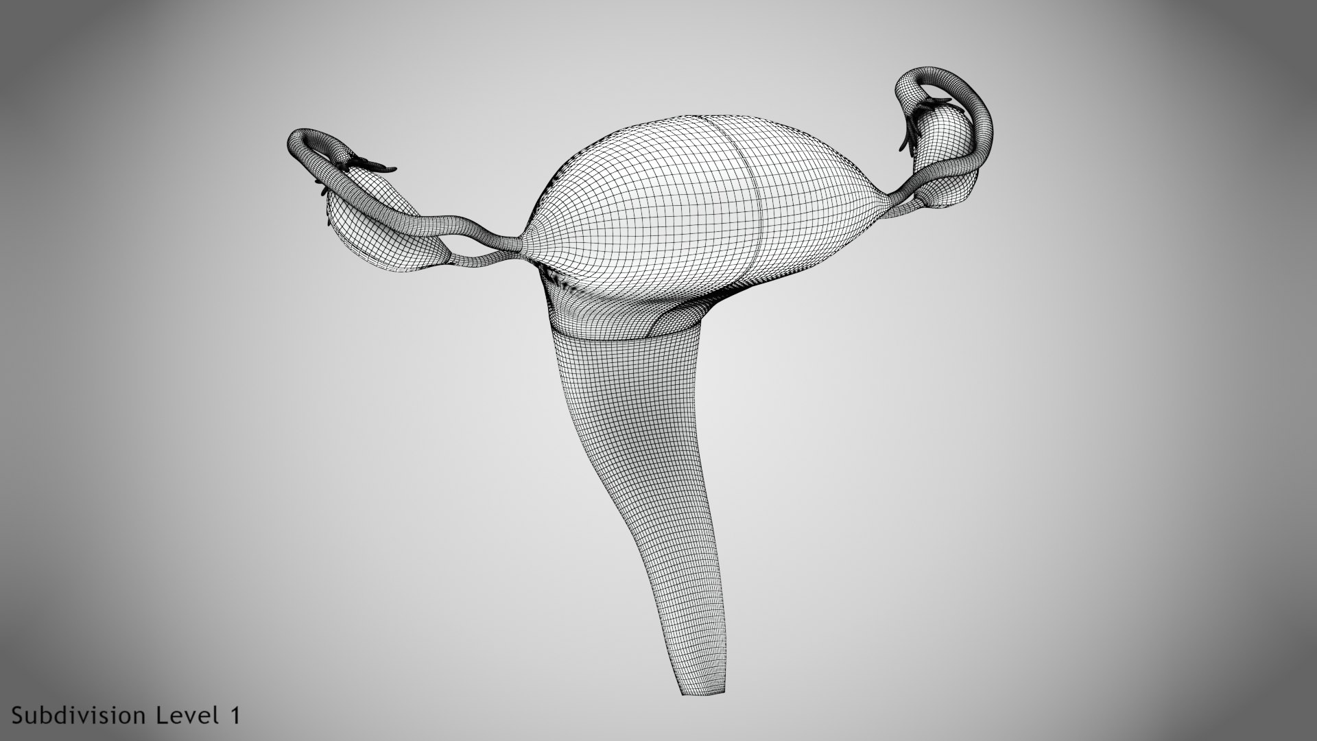 3D Uterus with anatomic cut model https://p.turbosquid.com/ts-thumb/tf/3NxIXu/86/wire0001/jpg/1643645565/1920x1080/fit_q87/fe3a16712e2d466e7f70f677d9553b8cc6693c51/wire0001.jpg