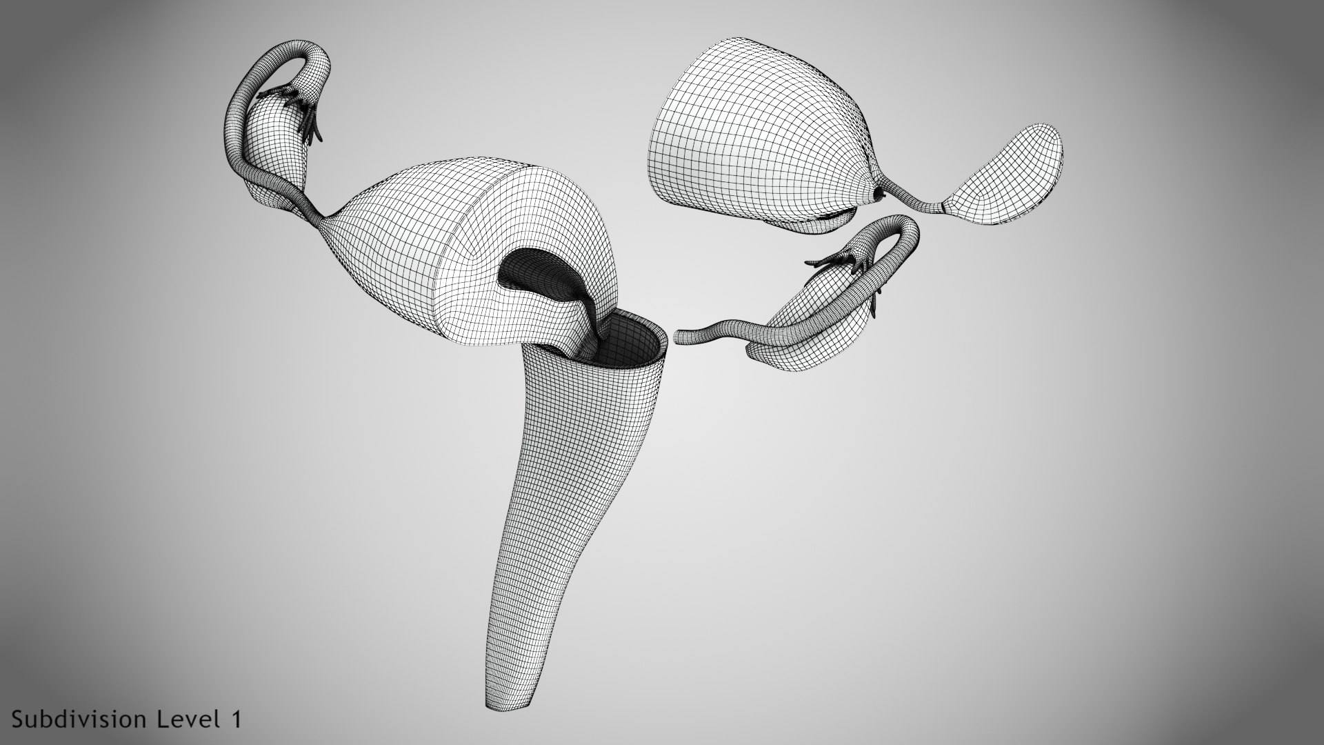 3D Uterus with anatomic cut model https://p.turbosquid.com/ts-thumb/tf/3NxIXu/Fn/wire0006/jpg/1643645565/1920x1080/fit_q87/b07e6dc521242cfa6ba7c4a1cab73de0dbf6aa1f/wire0006.jpg