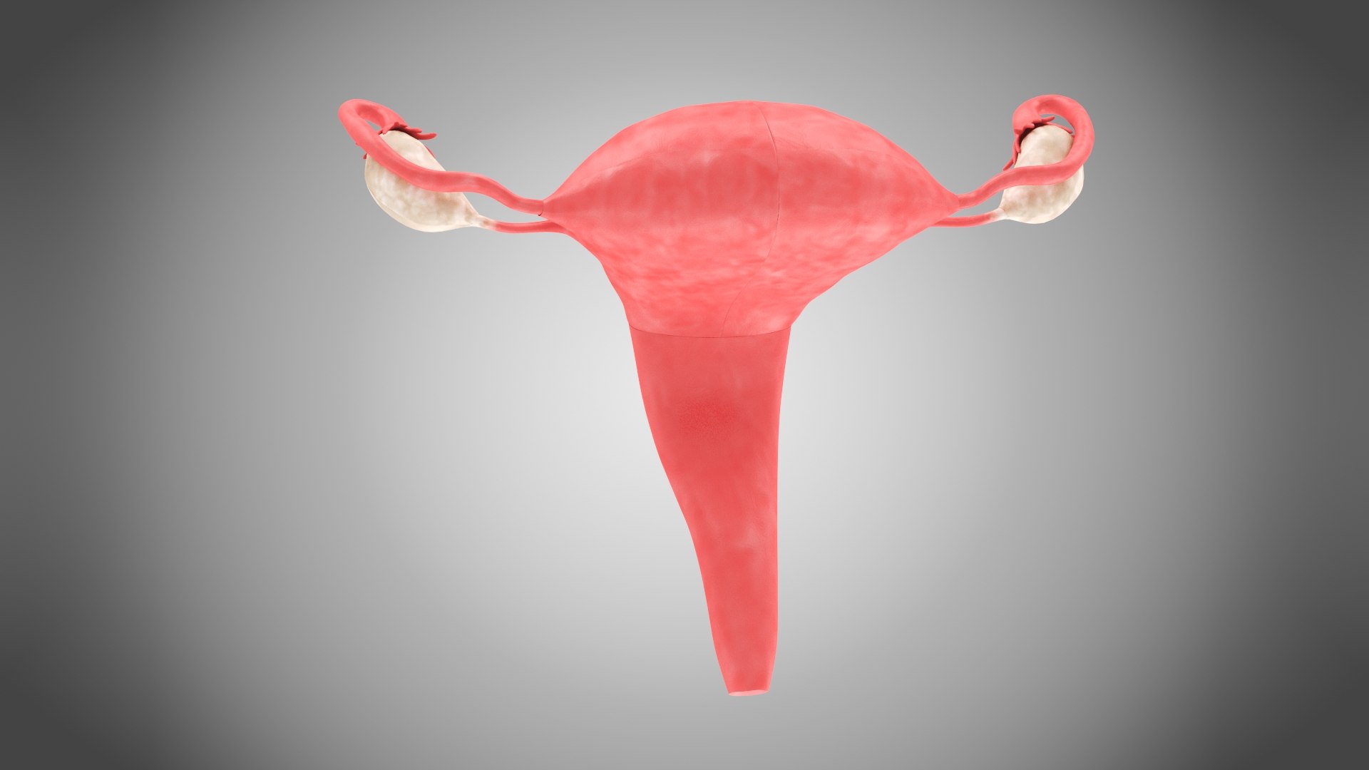 3D Uterus with anatomic cut model https://p.turbosquid.com/ts-thumb/tf/3NxIXu/Kx/uteruswithanatomiccut6/jpg/1643645565/1920x1080/fit_q87/fea2d163a17834a5d9df348d362717f5028288c8/uteruswithanatomiccut6.jpg