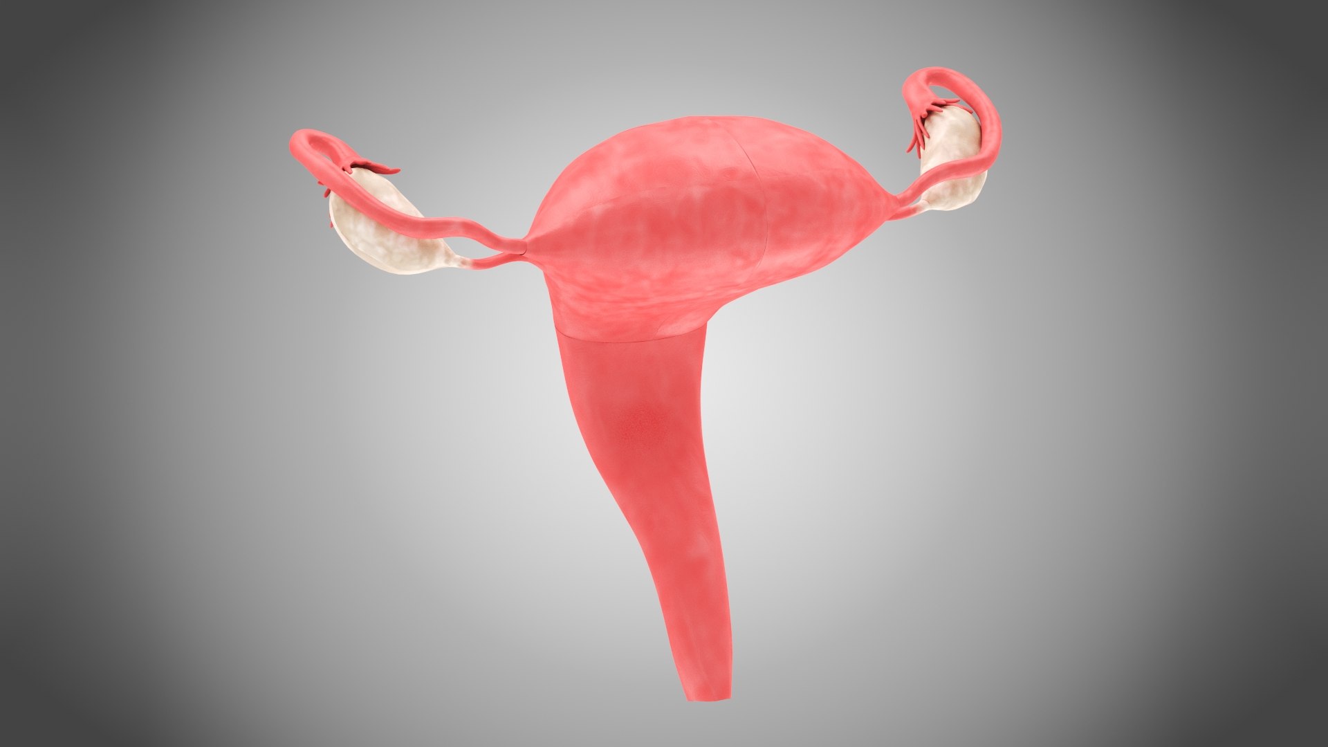 3D Uterus with anatomic cut model https://p.turbosquid.com/ts-thumb/tf/3NxIXu/Va/uteruswithanatomiccut2/jpg/1643645565/1920x1080/fit_q87/9013f72d87ed6e6ace4aab0db8002d7bfd6fd259/uteruswithanatomiccut2.jpg