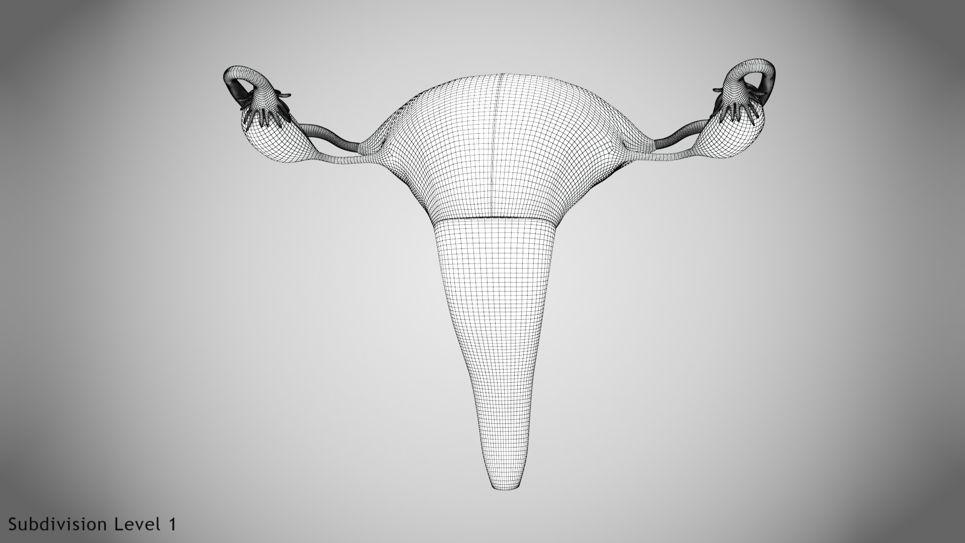 3D Uterus with anatomic cut model https://p.turbosquid.com/ts-thumb/tf/3NxIXu/gy/wire0003/jpg/1643645565/1920x1080/fit_q87/76c4af604ae4178365d6739a725020420586894d/wire0003.jpg