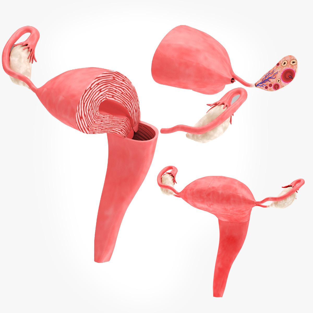 3D Uterus with anatomic cut model - TurboSquid 1847932