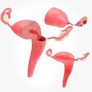 Uterus with anatomic cut