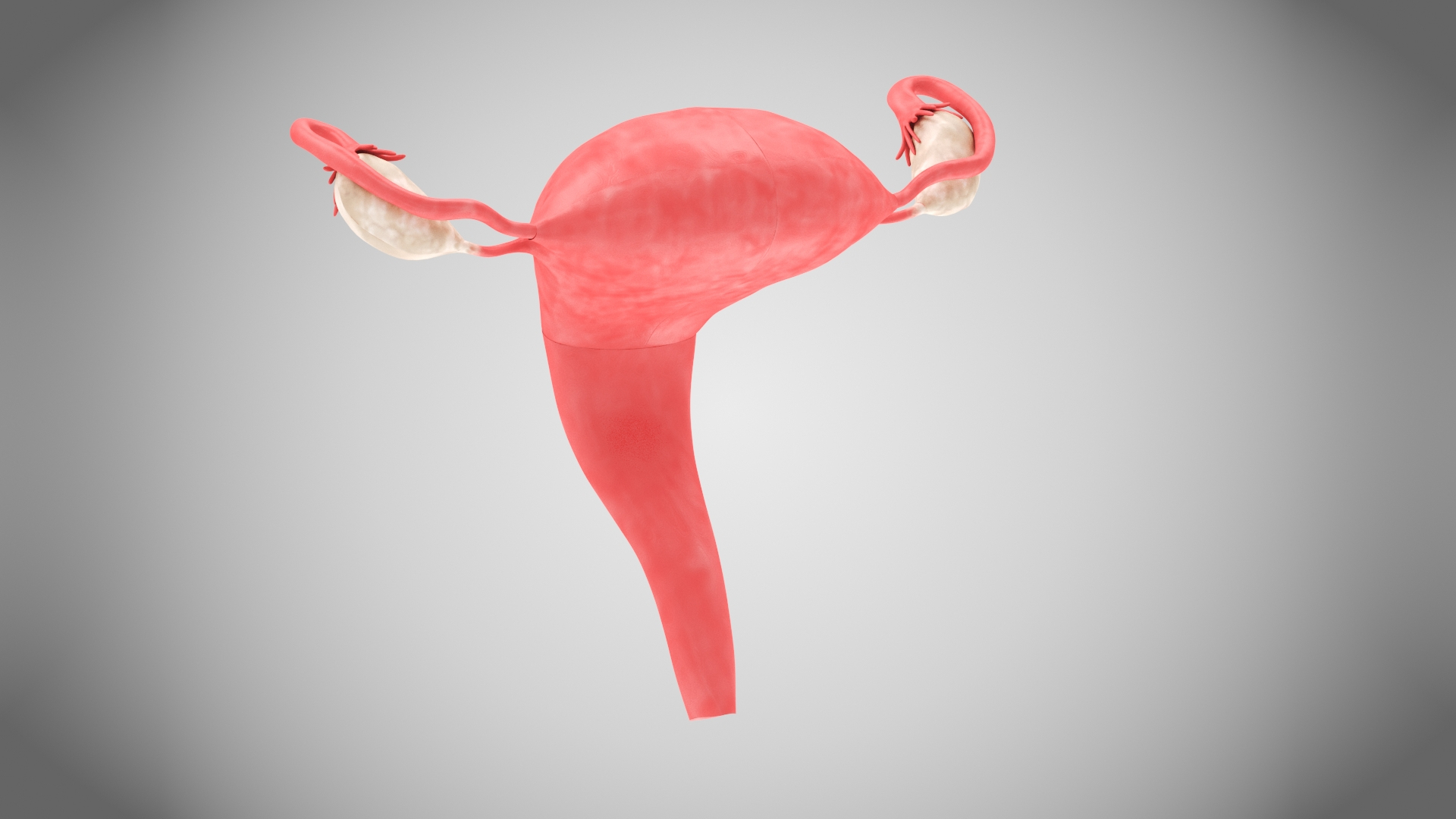 3D Uterus with anatomic cut model https://p.turbosquid.com/ts-thumb/tf/3NxIXu/la/uteruswithanatomic/jpg/1643643805/1920x1080/turn_fit_q99/94896eb19e2374c11eb11d473d0fd96a0d356976/uteruswithanatomic-1.jpg