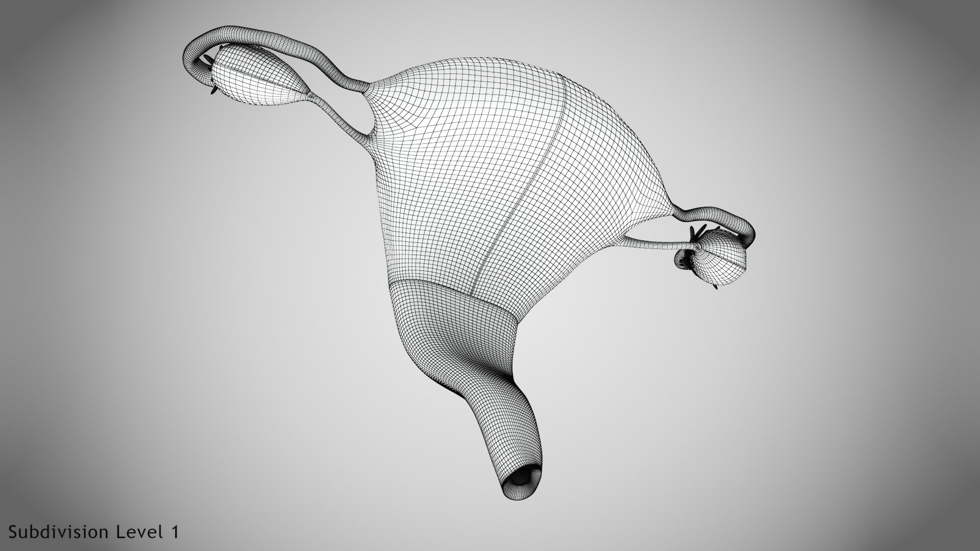 3D Uterus with anatomic cut model https://p.turbosquid.com/ts-thumb/tf/3NxIXu/ou/wire0002/jpg/1643645565/1920x1080/fit_q87/8e926a30292a3107d71f80403c7dd8c80e41fa89/wire0002.jpg