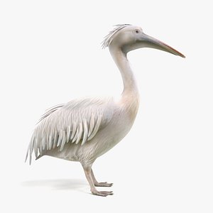 pelican pelecanus onocrotalus 3D