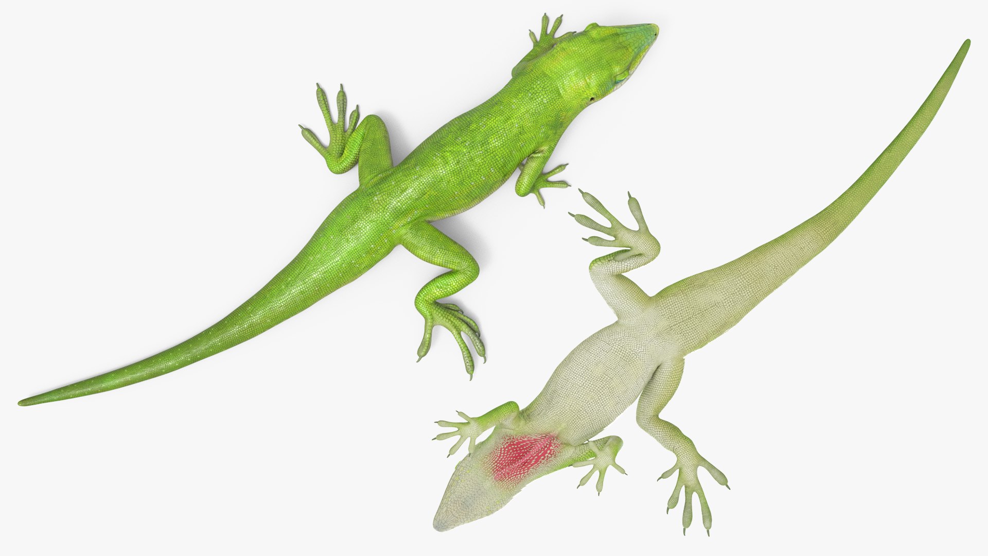 Green Anole Reptile Crawling Animated Rigged For Maya 3D model https://p.turbosquid.com/ts-thumb/tf/C3l7hs/2m/green_anole_reptile_crawling_animated_rigged_for_maya_005/jpg/1779147233/1920x1080/fit_q87/9347631bde4c3cdae028d8b34dce2e33b26d318e/green_anole_reptile_crawling_animated_rigged_for_maya_005.jpg