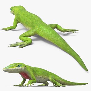 Green Anole Reptile Crawling Animated Rigged For Maya