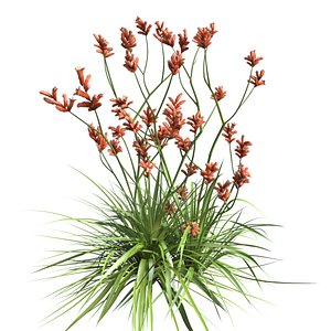 3D anigozanthos plant model