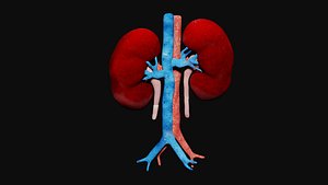 3D model Kidney and Urinary Bladder