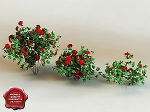 3d model of shrub Ixora ‘Petite’