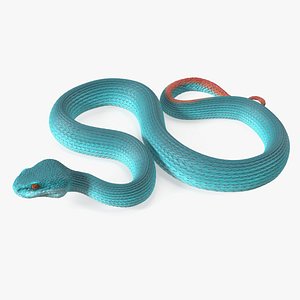 Viper Blue Trimeresurus Rigged for Cinema 4D