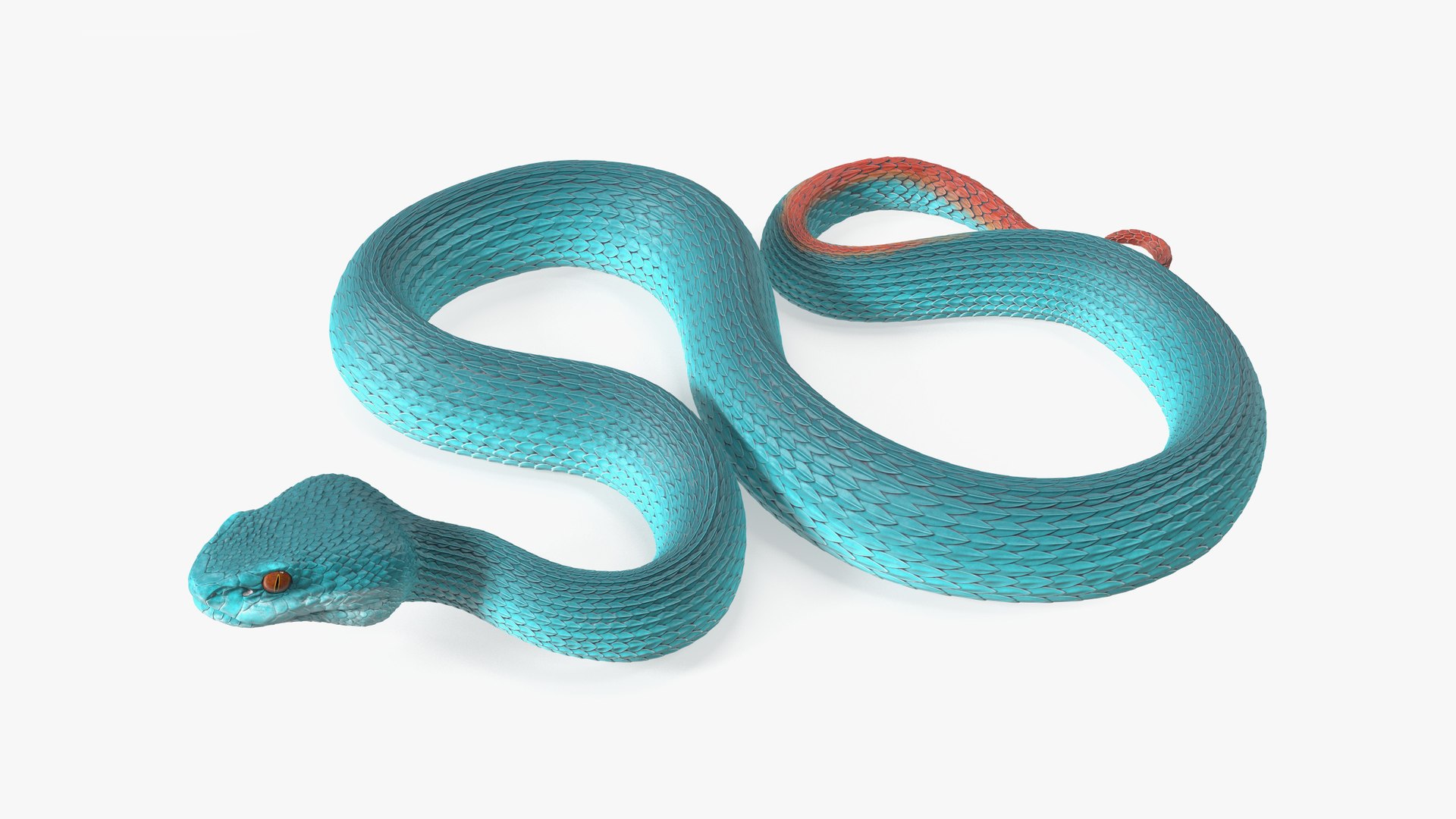 Viper Blue Trimeresurus Rigged for Cinema 4D 3D model preview