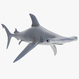 Hammerhead Shark