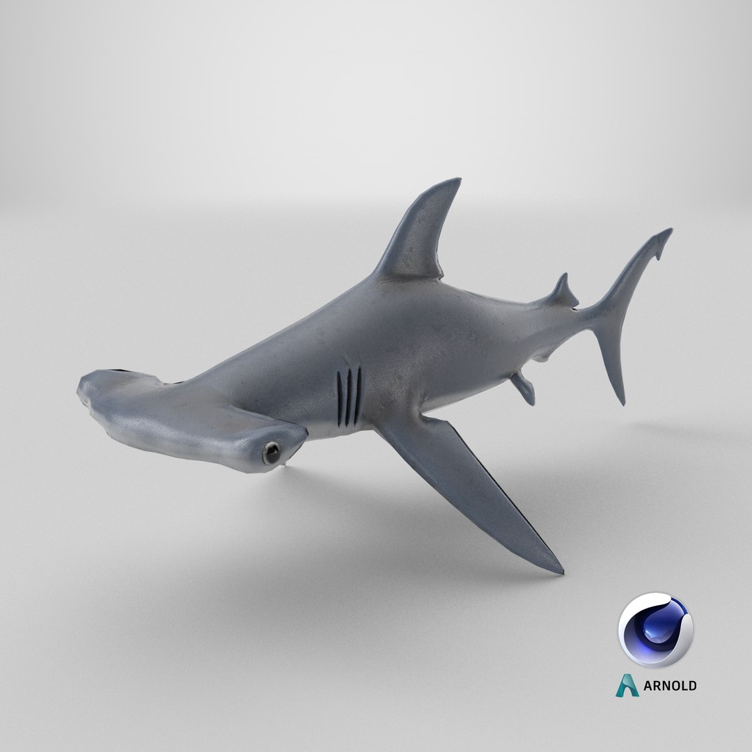 Hammerhead Shark 3D Model - TurboSquid 2230135