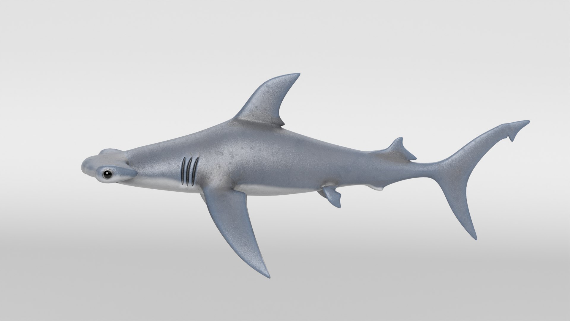 Hammerhead Shark 3D Model - TurboSquid 2230135