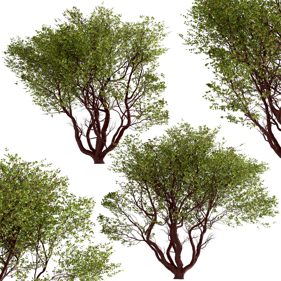 Set of Arctostaphylos or Manzanita Tree - 2 Trees 3D model https://p.turbosquid.com/ts-thumb/tf/iqlg9k/QM/arctostaphylos3/jpg/1670922306/1920x1080/fit_q87/b3d8195b91631d68a94e9b8e8af837b8ba081386/arctostaphylos3.jpg