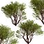 Set of Arctostaphylos or Manzanita Tree - 2 Trees