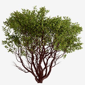 Set of Arctostaphylos or Manzanita Tree - 2 Trees 3D model