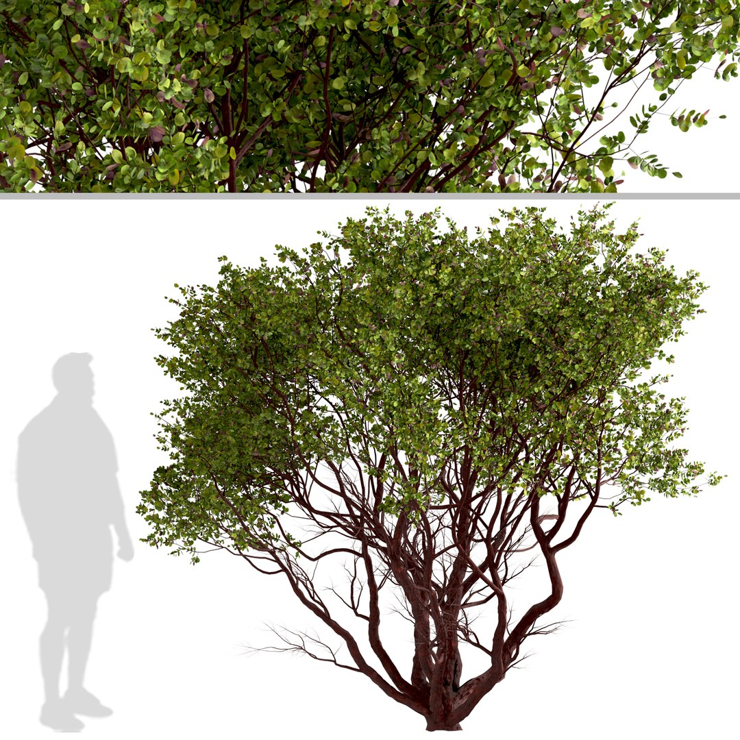 Set of Arctostaphylos or Manzanita Tree - 2 Trees 3D model https://p.turbosquid.com/ts-thumb/tf/iqlg9k/cU/arctostaphylos2/jpg/1670922298/1920x1080/fit_q87/c5adc0aaa7fa8a79bd81f12fa9a318836f75214a/arctostaphylos2.jpg
