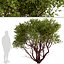 Set of Arctostaphylos or Manzanita Tree - 2 Trees