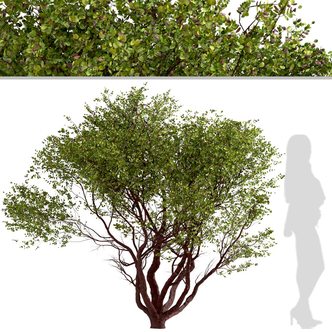 Set Of Arctostaphylos Or Manzanita Tree - 2 Trees 3D Model - TurboSquid ...