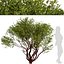 Set of Arctostaphylos or Manzanita Tree - 2 Trees