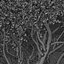 Set of Arctostaphylos or Manzanita Tree - 2 Trees