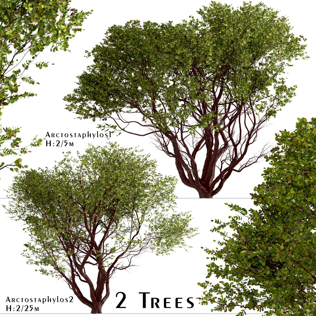 Set of Arctostaphylos or Manzanita Tree - 2 Trees 3D model https://p.turbosquid.com/ts-thumb/tf/iqlg9k/ux/arctostaphylosset/jpg/1670922275/1920x1080/fit_q87/45d31b767f8be8818dcda08fbdbc93df6eb14e8c/arctostaphylosset.jpg