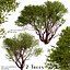 Set of Arctostaphylos or Manzanita Tree - 2 Trees