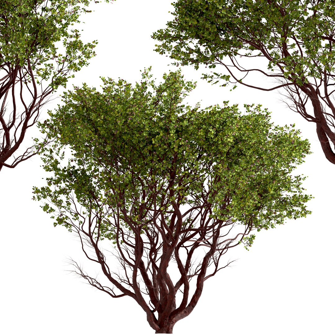 Set of Arctostaphylos or Manzanita Tree - 2 Trees 3D model https://p.turbosquid.com/ts-thumb/tf/iqlg9k/vh/arctostaphylos4/jpg/1670922261/1920x1080/fit_q87/a073b6b8a779425dd36e5e388824a44133c836a3/arctostaphylos4.jpg