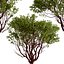 Set of Arctostaphylos or Manzanita Tree - 2 Trees