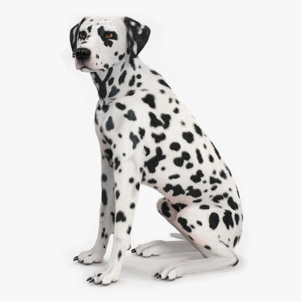 3D Spotted Sitting Dalmatian Dog Fur