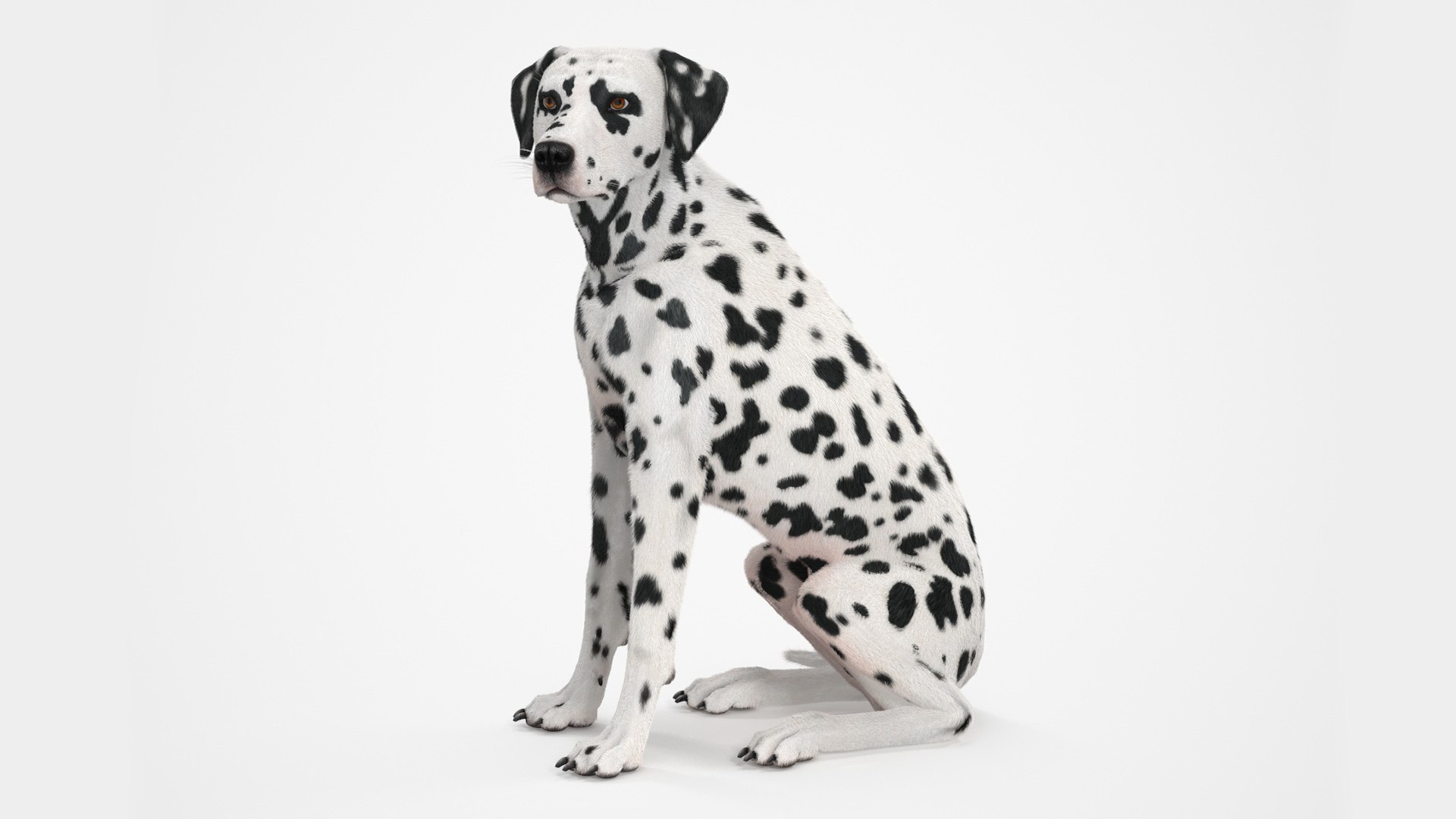Spotted Sitting Dalmatian Dog Fur 3D model preview