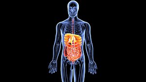 Digestive System 3D model