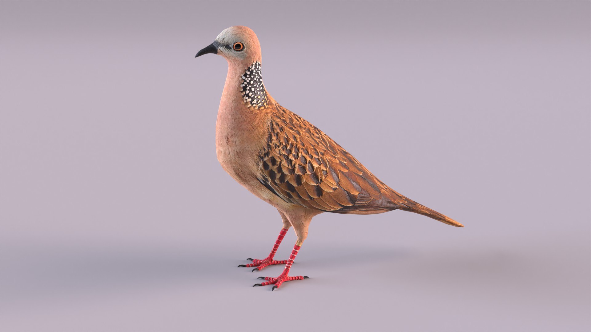 spotted dove model https://p.turbosquid.com/ts-thumb/tf/zC5j6Q/NI/spotteddove_0008/jpg/1649185595/1920x1080/fit_q87/eff7d8be787adc0c37d47a5a10a6bd46e8246cd5/spotteddove_0008.jpg