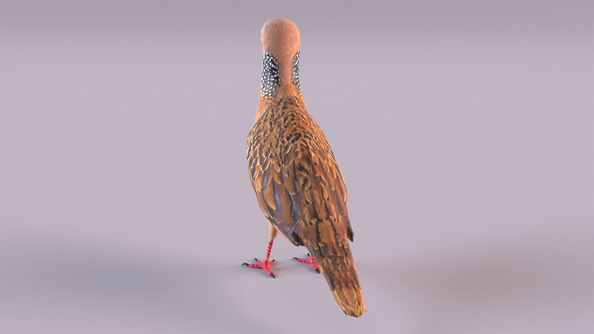 spotted dove model https://p.turbosquid.com/ts-thumb/tf/zC5j6Q/OE/spotteddove_0006/jpg/1649185594/1920x1080/fit_q87/10deeb23944e4f1c36c8e39799016df181db6539/spotteddove_0006.jpg