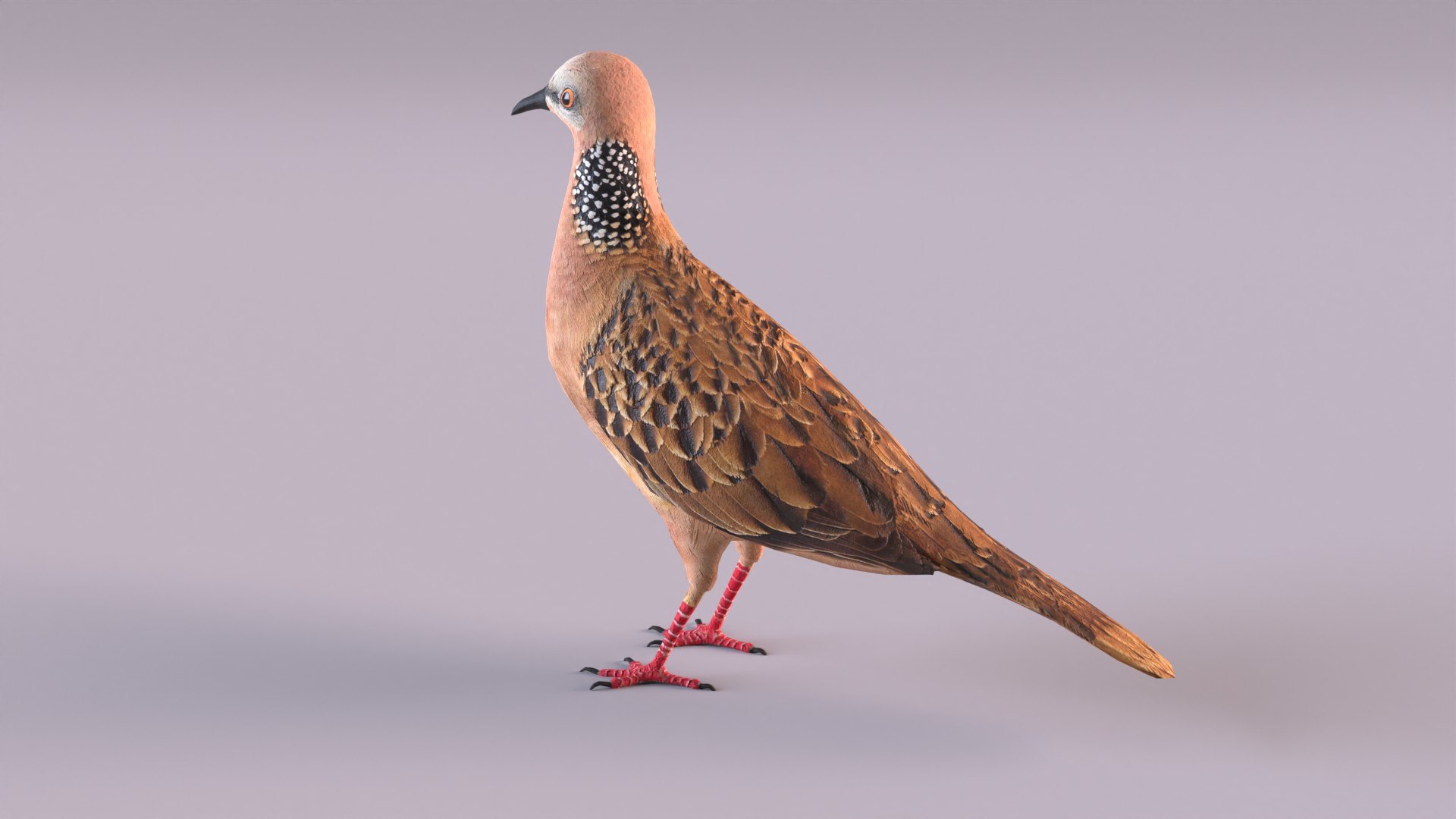 spotted dove model https://p.turbosquid.com/ts-thumb/tf/zC5j6Q/PF/spotteddove_0007/jpg/1649185595/1920x1080/fit_q87/dbc6efb6fbbfe6c46f7e985d1650aac61a0fa751/spotteddove_0007.jpg