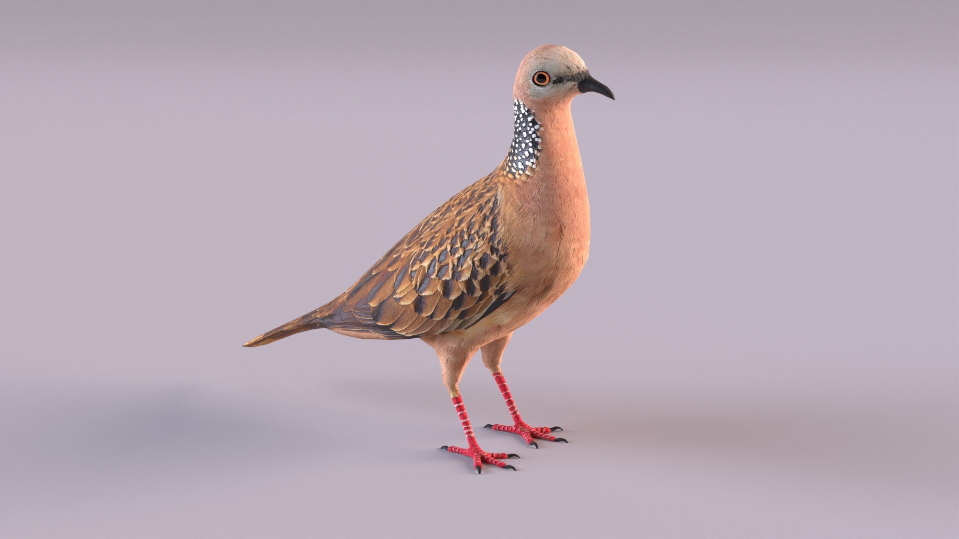 spotted dove model https://p.turbosquid.com/ts-thumb/tf/zC5j6Q/PZ/spotteddove_0002/jpg/1649185595/1920x1080/fit_q87/43f1bc5cc9d6f4d72d09b23b185d583f5e152086/spotteddove_0002.jpg