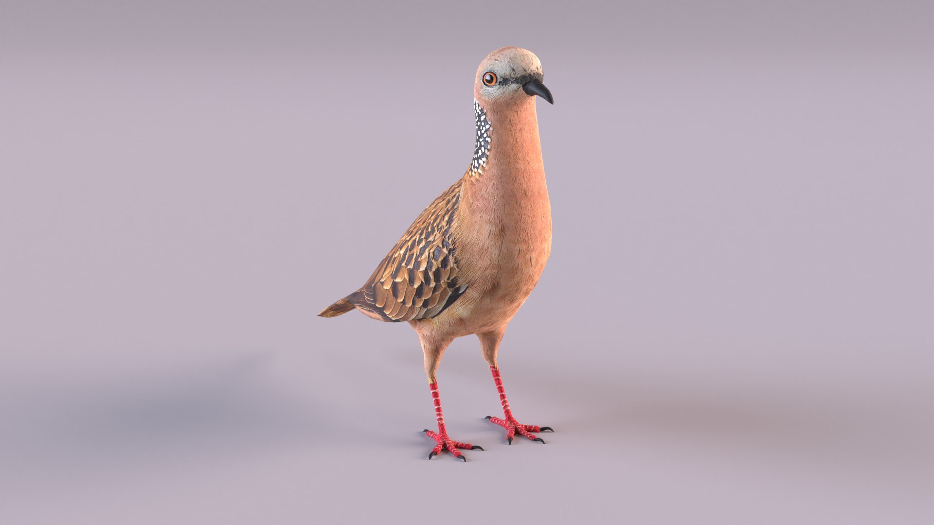 spotted dove model https://p.turbosquid.com/ts-thumb/tf/zC5j6Q/QV/spotteddove_0012/jpg/1649185596/1920x1080/fit_q87/d5f3873bd22e298005abefaceece893ac51b0e5c/spotteddove_0012.jpg
