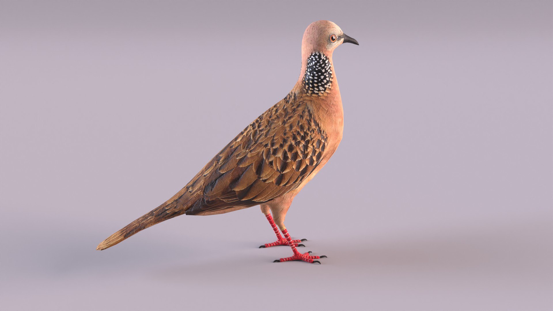 spotted dove model https://p.turbosquid.com/ts-thumb/tf/zC5j6Q/Sc/spotteddove_0004/jpg/1649185598/1920x1080/fit_q87/a5d8d6b76937957140ed8adb4786a9a4aff9617a/spotteddove_0004.jpg